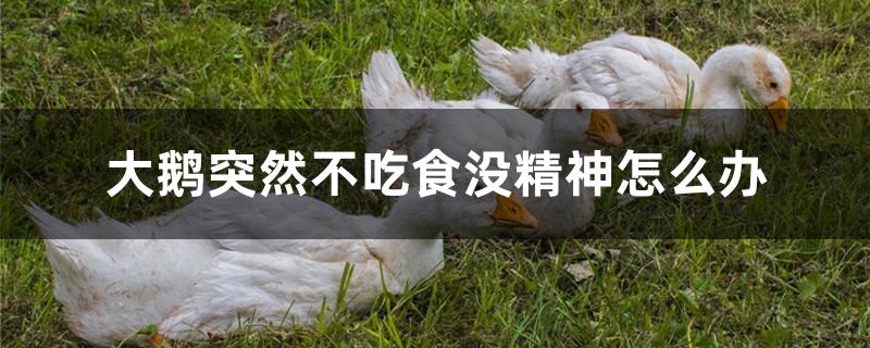 大鹅突然不吃食没精神怎么办