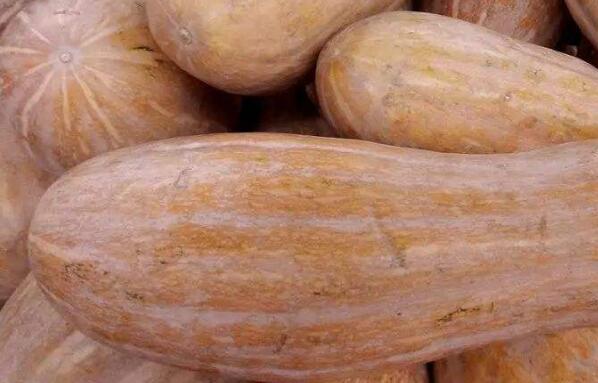 方瓜和南瓜的区别是什么？