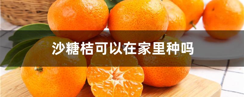 沙糖桔可以在家里种吗