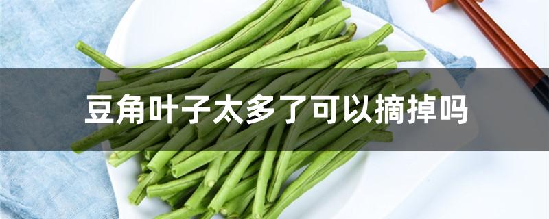 豆角叶子太多了可以摘掉吗