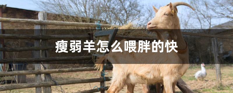 瘦弱羊怎么喂胖的快