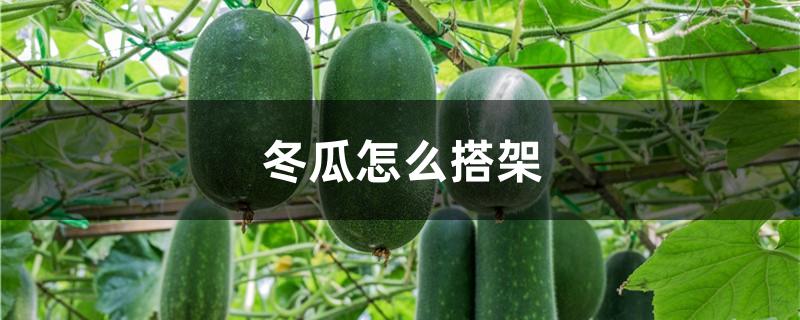冬瓜怎么搭架