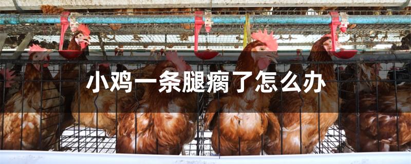 小鸡一条腿瘸了怎么办