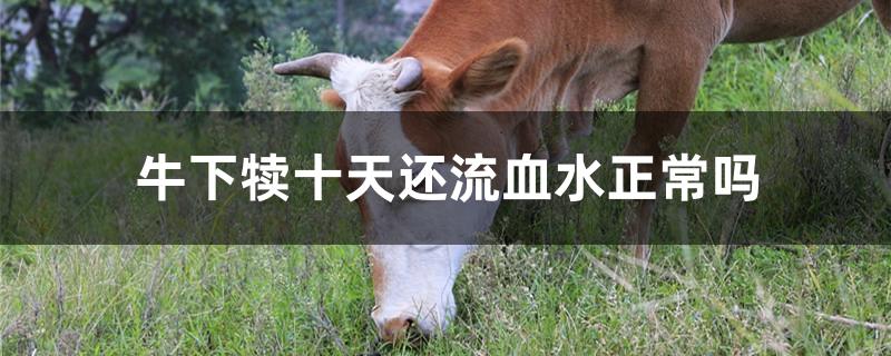 牛下犊十天还流血水正常吗