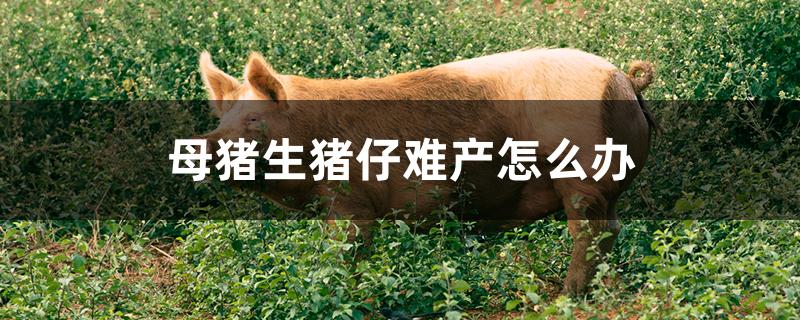 母猪生猪仔难产怎么办