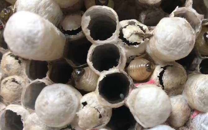 吃马蜂蛹内脏要挑掉吗