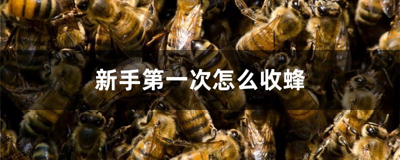 新手第一次怎么收蜂