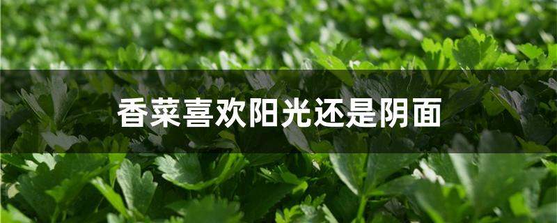 香菜喜欢阳光还是阴面