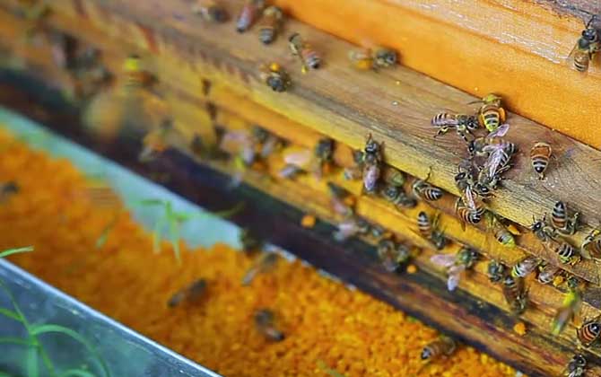 荷花粉可以减肥吗