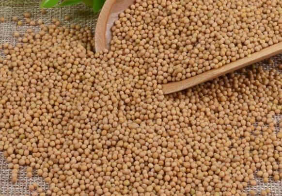 芥菜籽油有哪些功效与作用