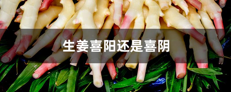 生姜喜阳还是喜阴