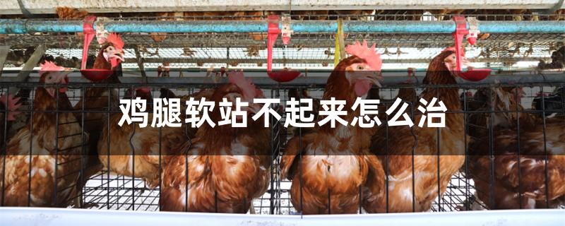 鸡腿软站不起来怎么治