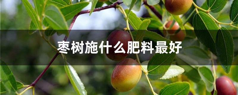枣树施什么肥料最好