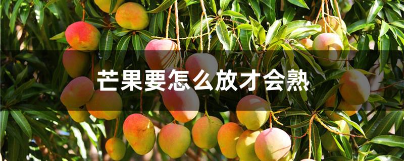 芒果要怎么放才会熟