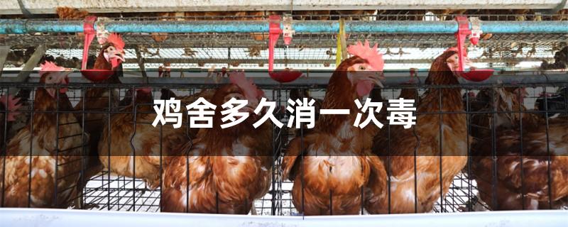 鸡舍多久消一次毒