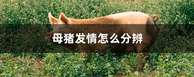 母猪发情怎么分辨