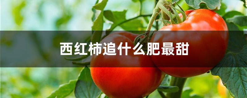 西红柿追什么肥最甜
