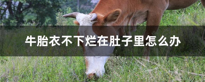 牛胎衣不下烂在肚子里怎么办