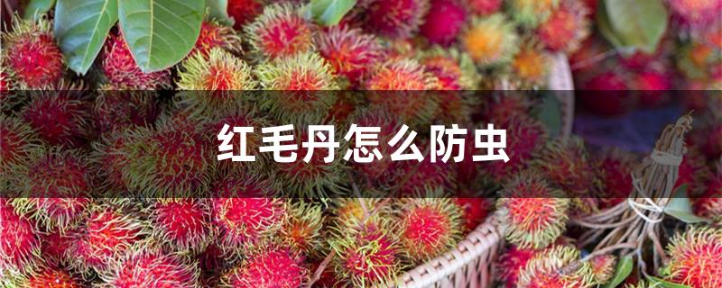 红毛丹怎么防虫