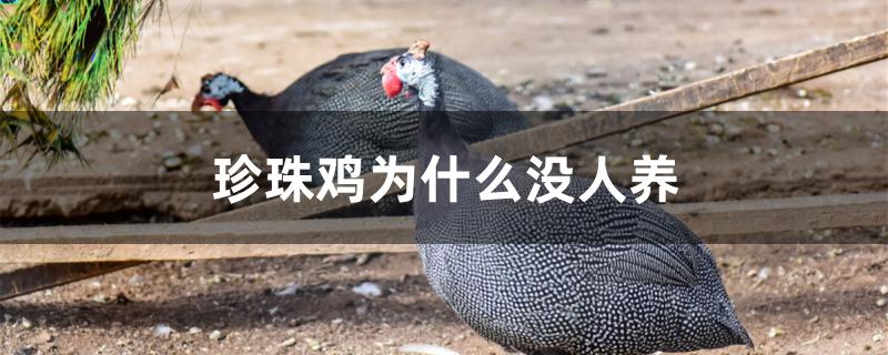 珍珠鸡为什么没人养