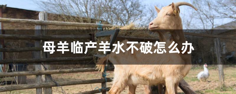 母羊临产羊水不破怎么办