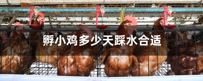 孵小鸡多少天踩水合适