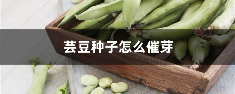 芸豆种子怎么催芽