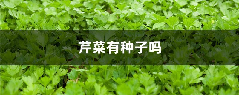 芹菜有种子吗