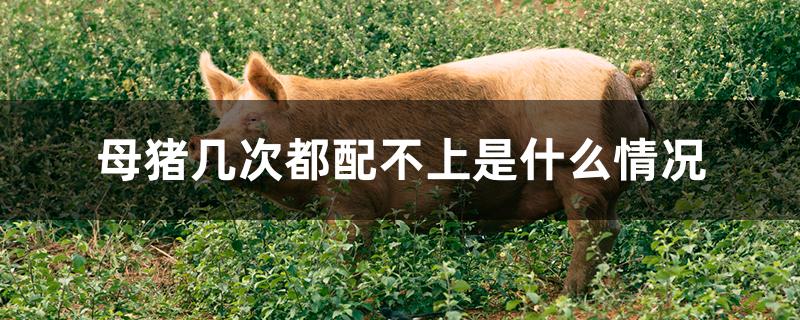 母猪几次都配不上是什么情况