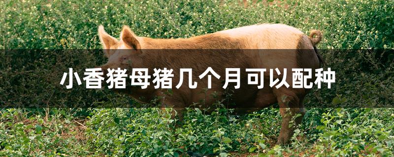 小香猪母猪几个月可以配种
