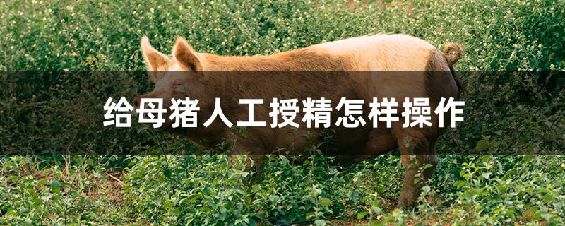 给母猪人工授精怎样操作