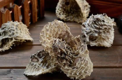 刺鱼皮的功效和作用，刺龟皮的药用价值