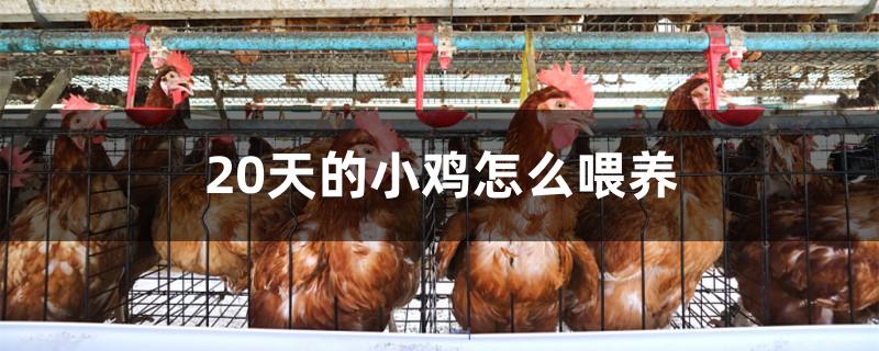 20天的小鸡怎么喂养
