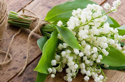 铃兰的花语是什么?铃兰的寓意和象征