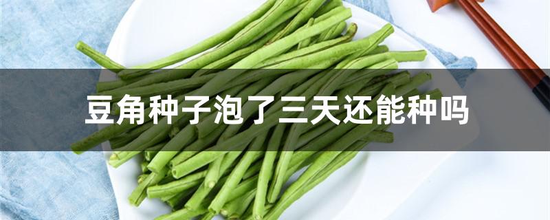 豆角种子泡了三天还能种吗