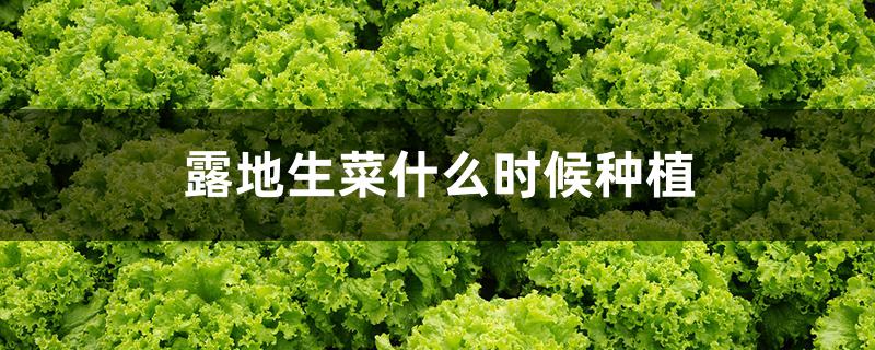 露地生菜什么时候种植