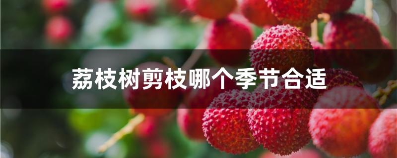 荔枝树剪枝哪个季节合适