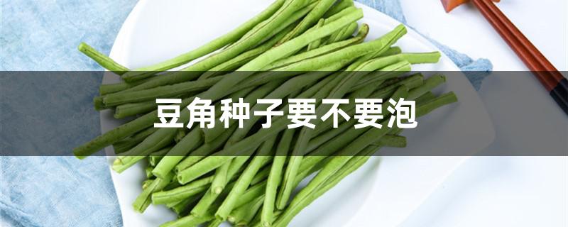 豆角种子要不要泡