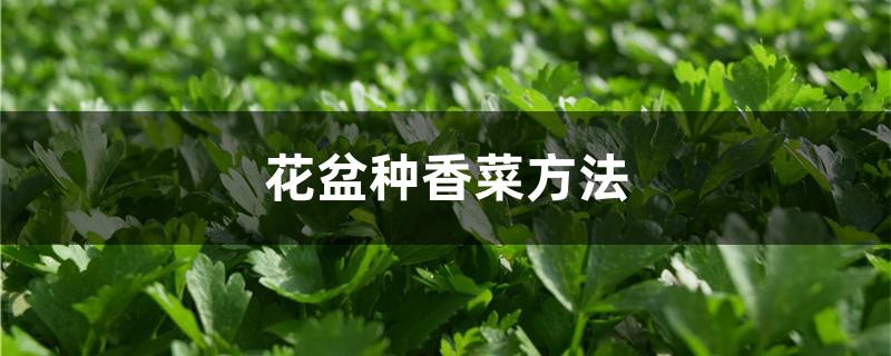 花盆种香菜方法