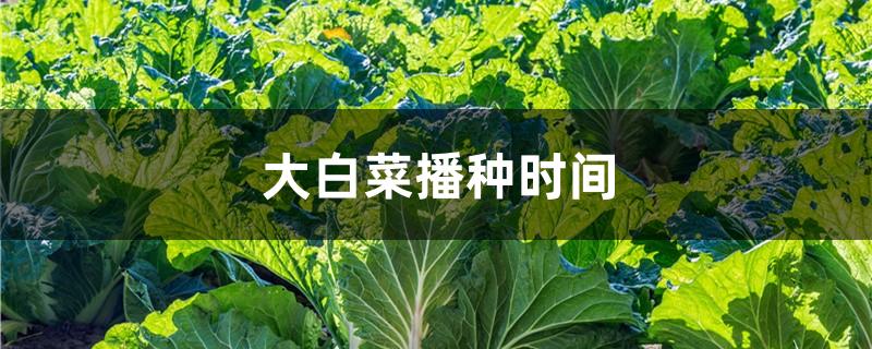 大白菜播种时间