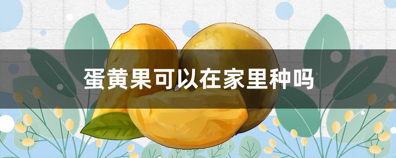 蛋黄果可以在家里种吗