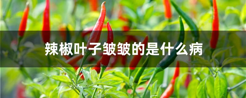 辣椒叶子皱皱的是什么病