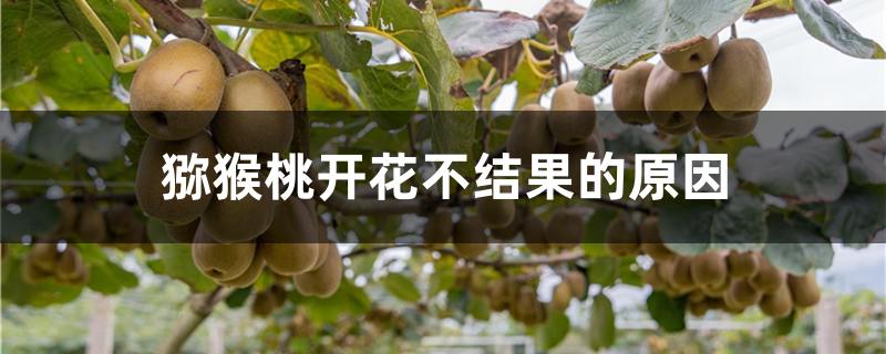 猕猴桃开花不结果的原因