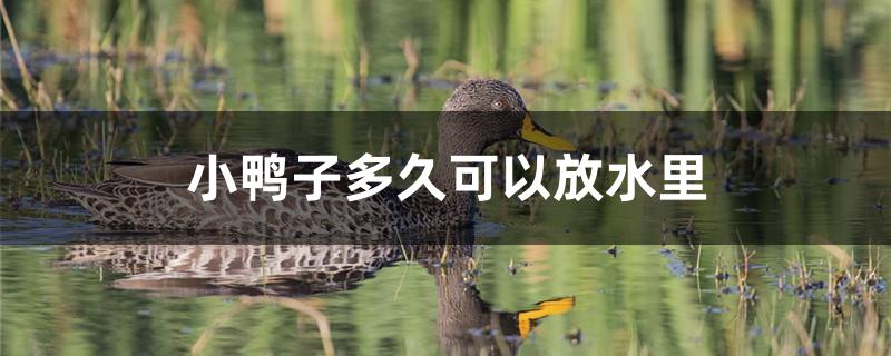 小鸭子多久可以放水里