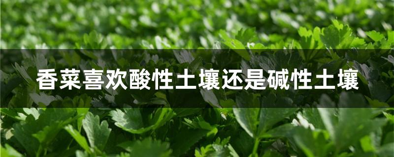 香菜喜欢酸性土壤还是碱性土壤