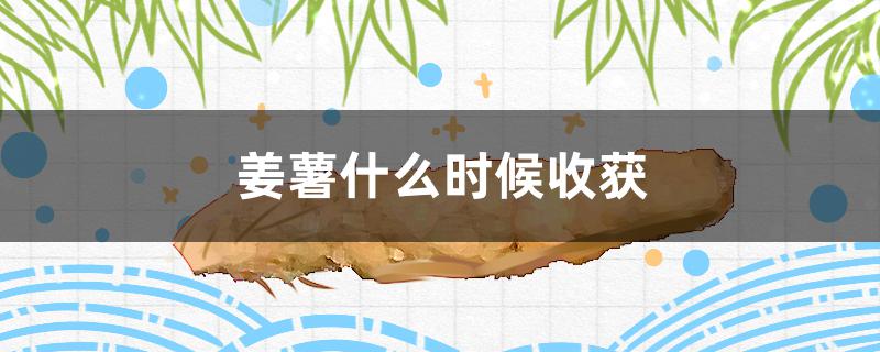 姜薯什么时候收获