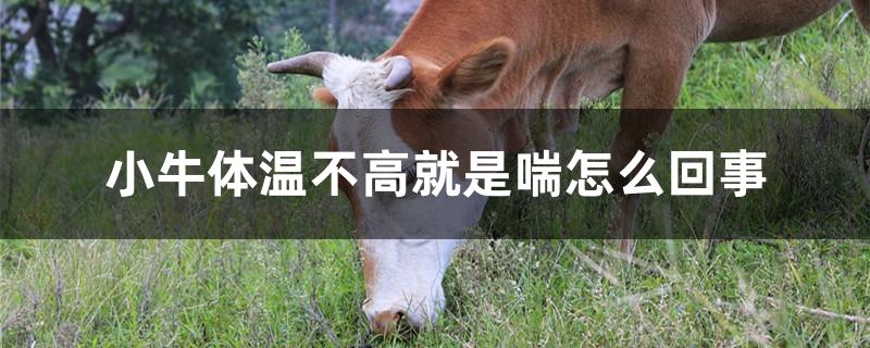 小牛体温不高就是喘怎么回事