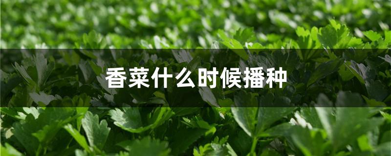 香菜什么时候播种