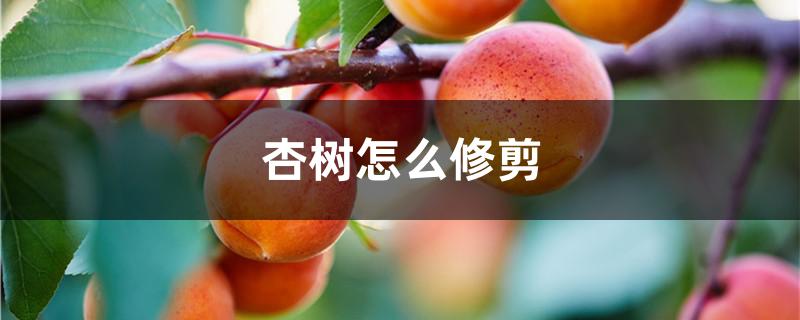 杏树怎么修剪