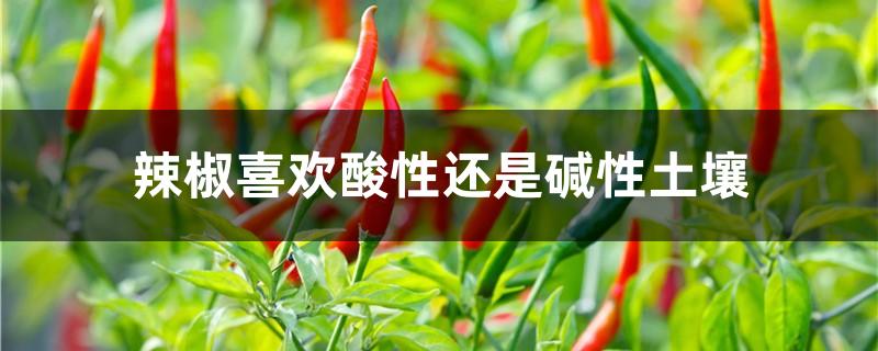 辣椒喜欢酸性还是碱性土壤